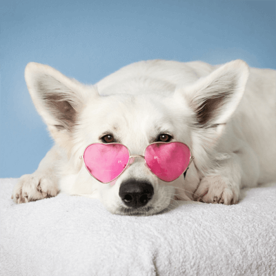 admin-ajax (1) dog breeding made easy with cruzapet
