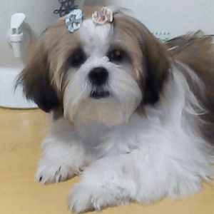 dog breeding success story - kira - cruzapet