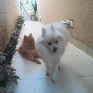 dog breeding success story - kira - cruzapet