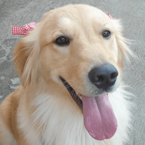 dog breeding success story - kira - cruzapet