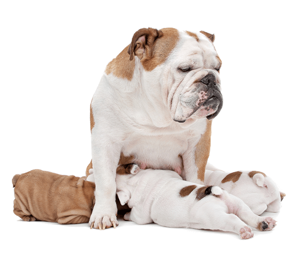 10 Best Whelping Boxes for Dogs | Cruzapet