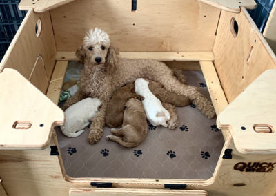 10 Best Whelping Boxes for Dogs | Cruzapet