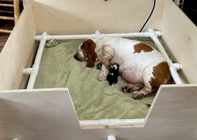 10 Best Whelping Boxes for Dogs | Cruzapet