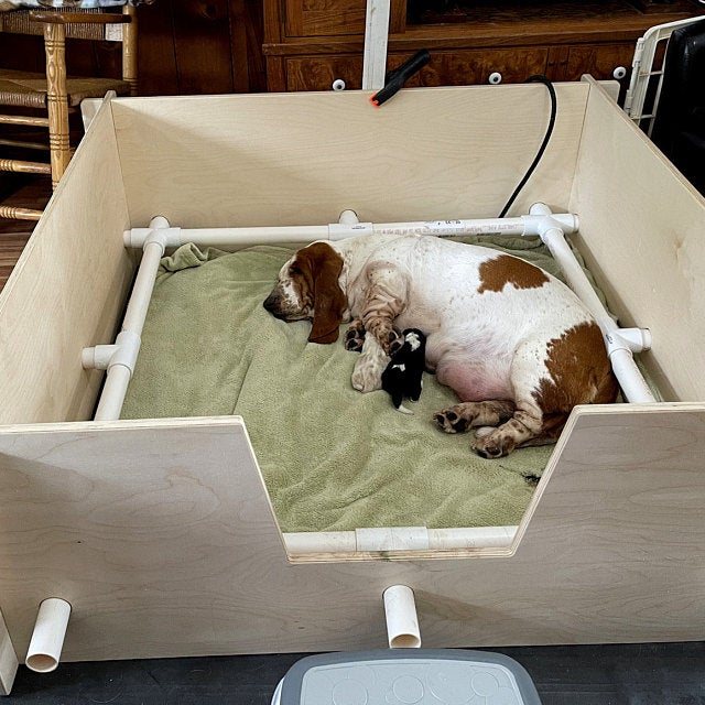 Whelping Box Set Up Image To U
