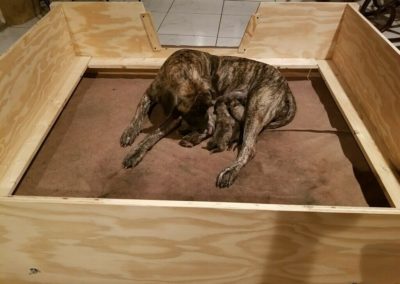 10 Best Whelping Boxes for Dogs | Cruzapet