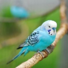 Cruzapet bird pet match finder