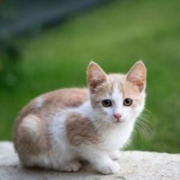 Cruzapet cat pet match finder