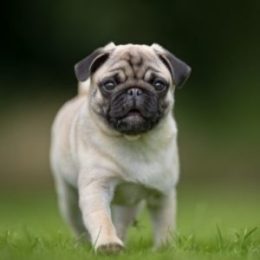 Cruzapet dog pet match finder