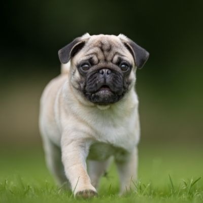 cruzapet-pet-match-mate-finder-dog