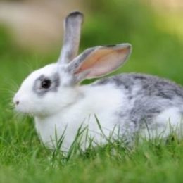 Cruzapet rabbit pet match finder