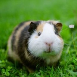Cruzapet rodent pet match finder