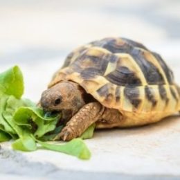 Cruzapet turtle pet match finder